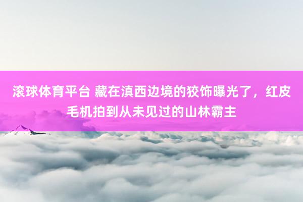 滚球体育平台 藏在滇西边境的狡饰曝光了，红皮毛机拍到从未见过的山林霸主