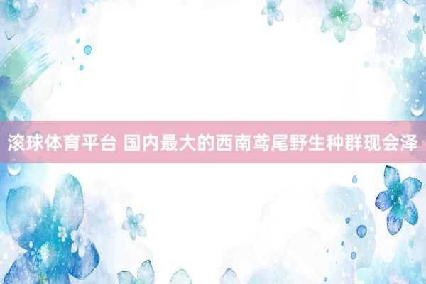 滚球体育平台 国内最大的西南鸢尾野生种群现会泽
