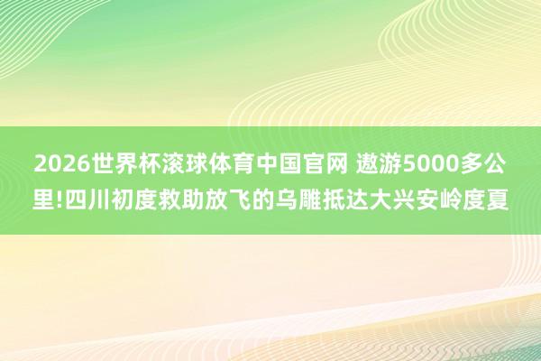 2026世界杯滚球体育中国官网 遨游5000多公里!四川初度救助放飞的乌雕抵达大兴安岭度夏