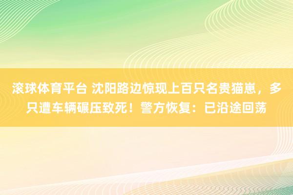 滚球体育平台 沈阳路边惊现上百只名贵猫崽,多只遭车辆碾压致死!警方恢复:已沿途回荡